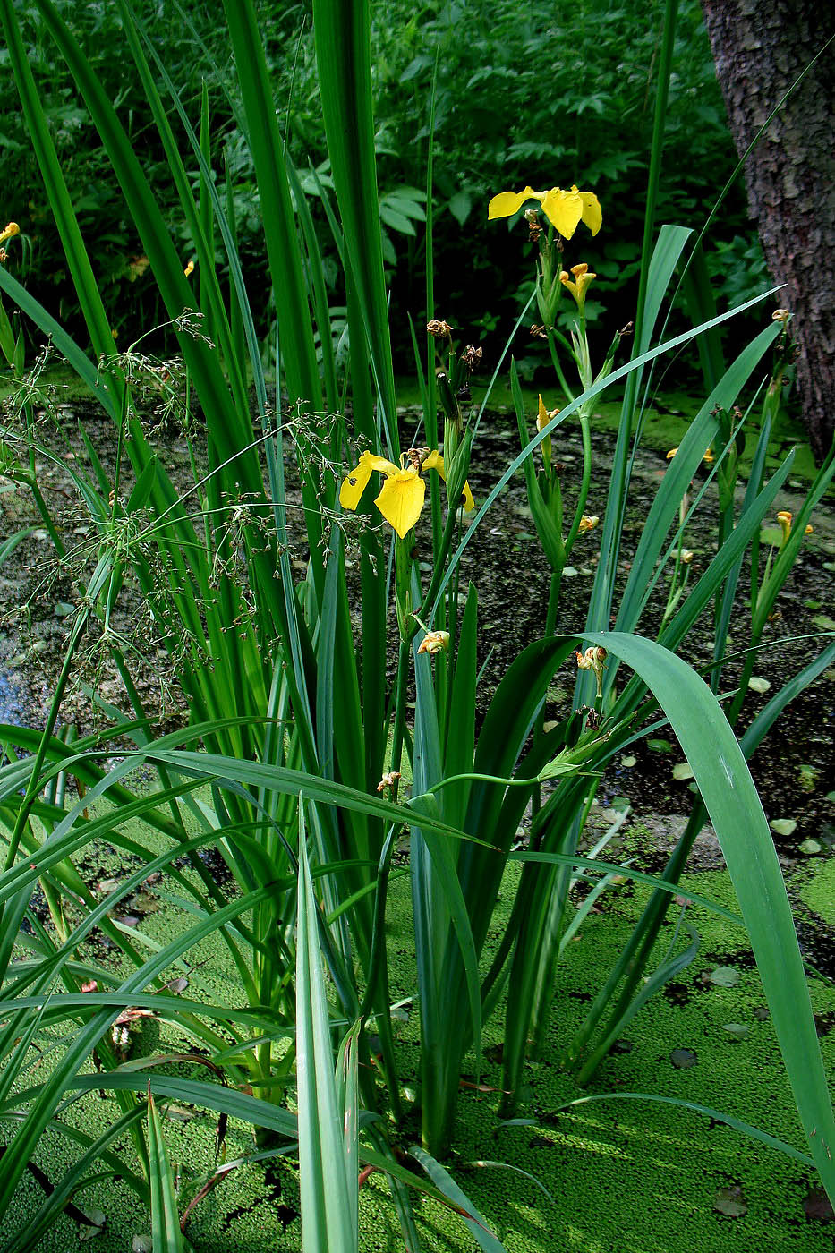 Изображение особи Iris pseudacorus.