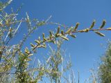 Salix wilhelmsiana