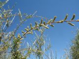 Salix wilhelmsiana. Ветви с соплодиями. Казахстан, вост. окраина г. Тараз, пойма р. Талас, остров, тугай. 18 июня 2020 г.