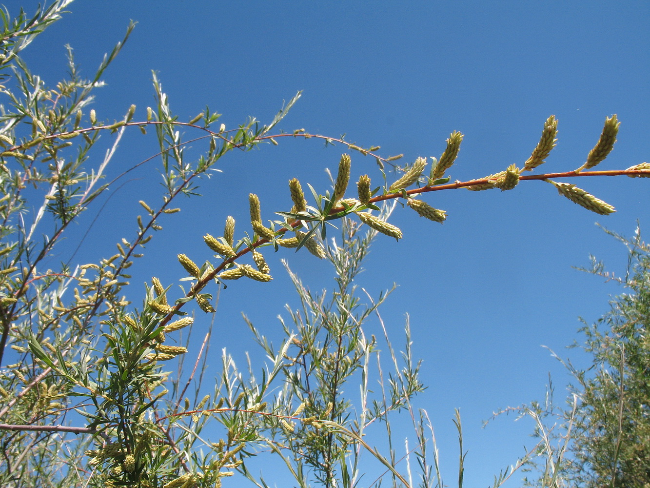 Изображение особи Salix wilhelmsiana.