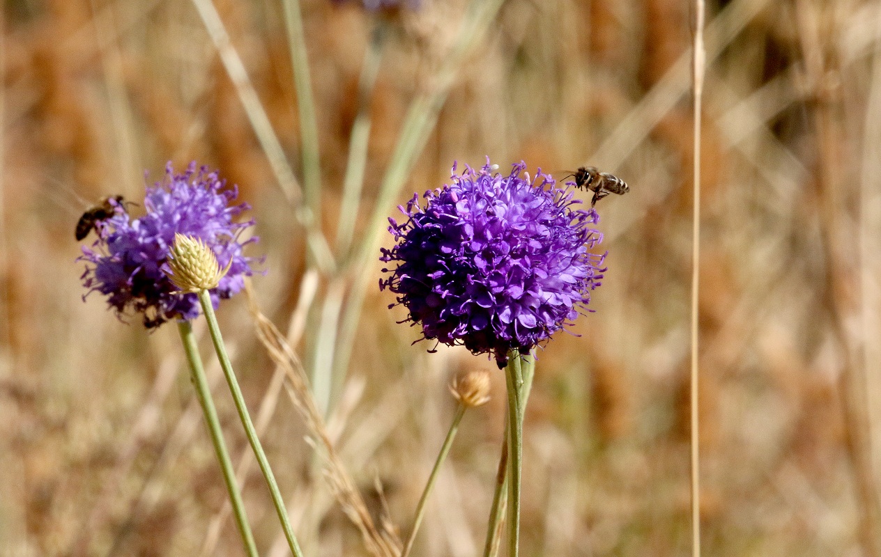 Image of Dipsacus dipsacoides specimen.