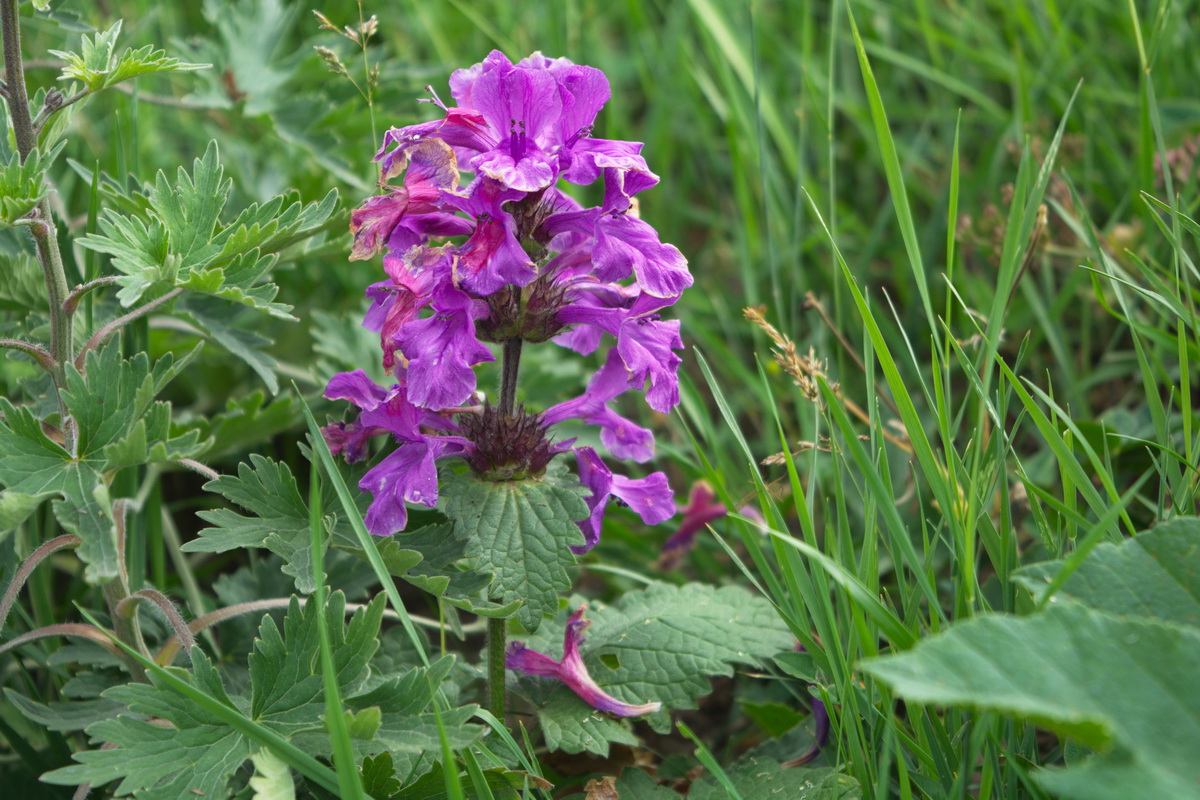 Image of Betonica macrantha specimen.