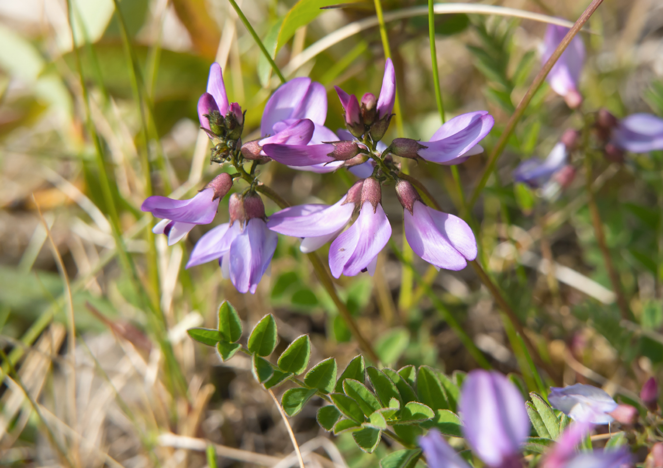 Image of Astragalus subpolaris specimen.