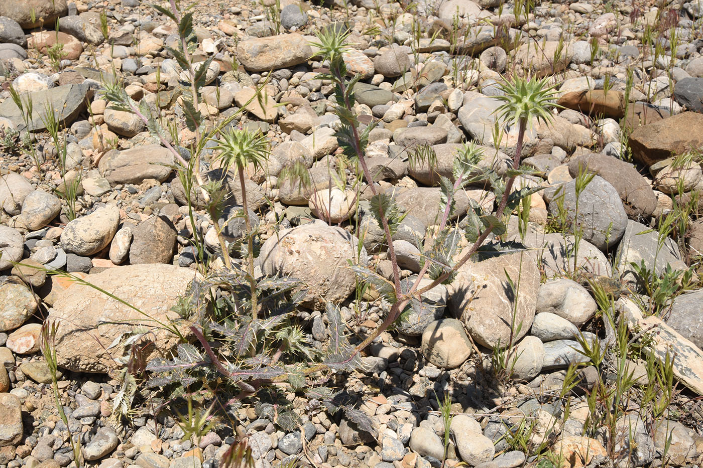 Image of Cousinia ferganensis specimen.