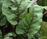 Beta vulgaris