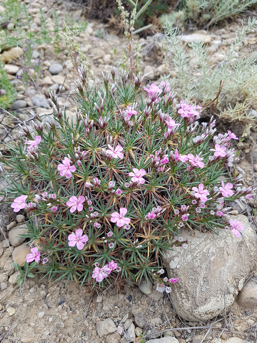 Image of Acantholimon nabievii specimen.