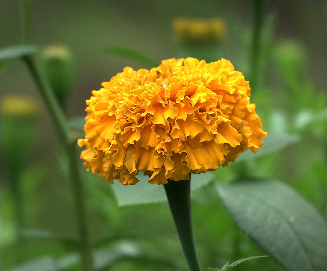 Image of Tagetes erecta specimen.