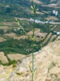 Asperula tenella. Часть веточки с бутонами. Южный Берег Крыма, сев.-вост. склон горы Аю-Даг, скальник. 06.08.2019.