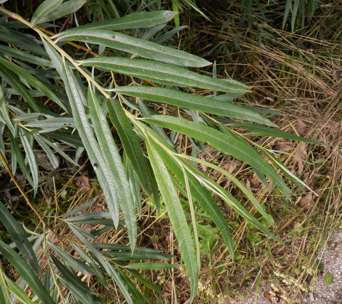 Image of Salix viminalis specimen.