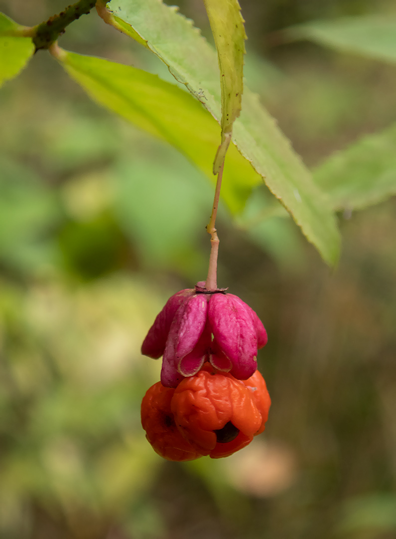 Изображение особи Euonymus verrucosus.