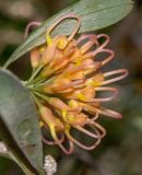 Grevillea olivacea