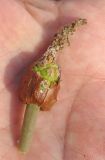 Stylochaeton natalense