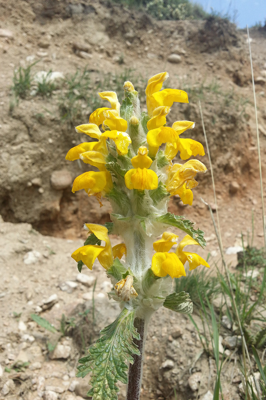Изображение особи Phlomoides speciosa.