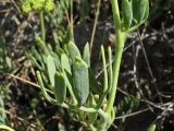 Crithmum maritimum. Часть генеративного побега. Хорватия, Дубровник, побережье Адриатического моря. 29 августа 2010 г.