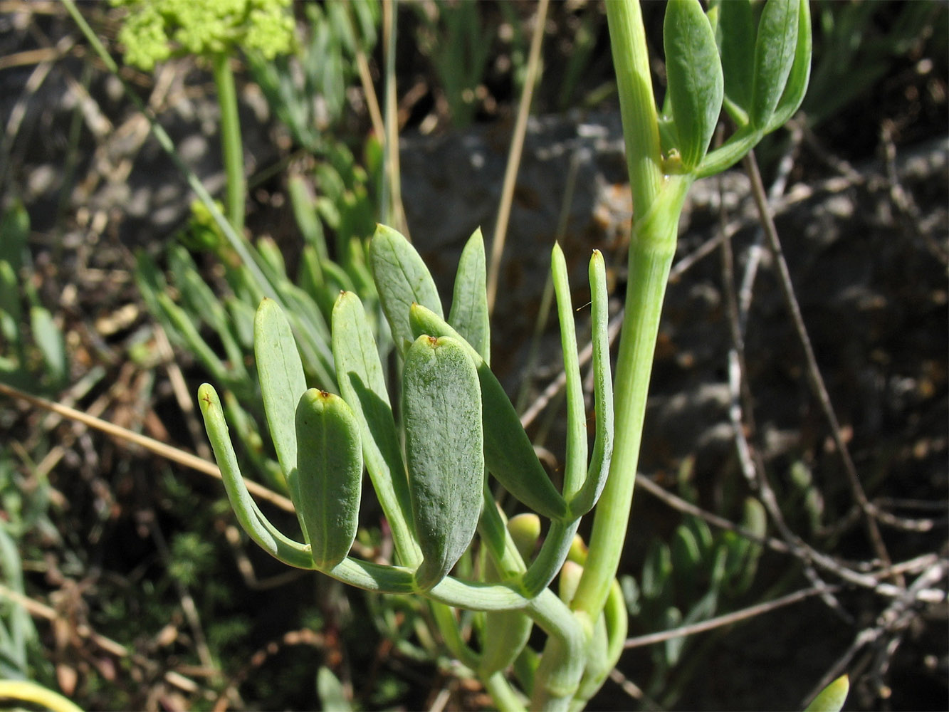 Изображение особи Crithmum maritimum.