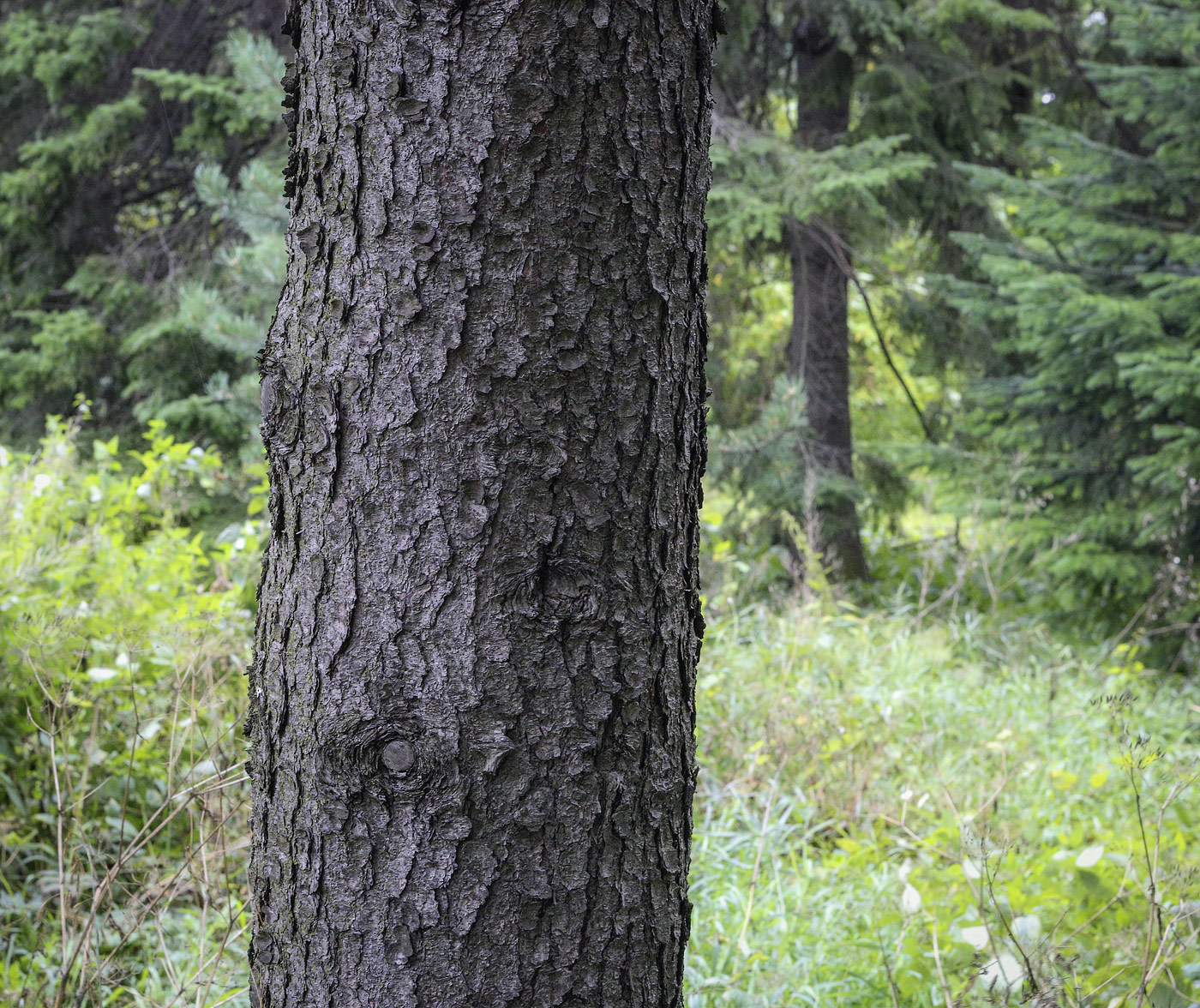 Изображение особи Pinus uncinata.