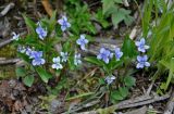 Viola canina