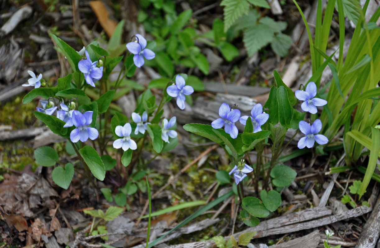 Image of Viola canina specimen.