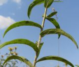 Inula salicina. Часть побега. Тульская обл., Плавский р-н, окр. пос. Молочные Дворы, балка, суходольный луг. 23.07.2008.