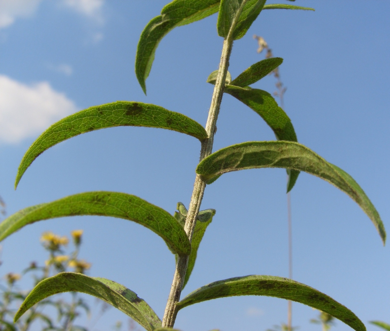 Image of Inula salicina specimen.