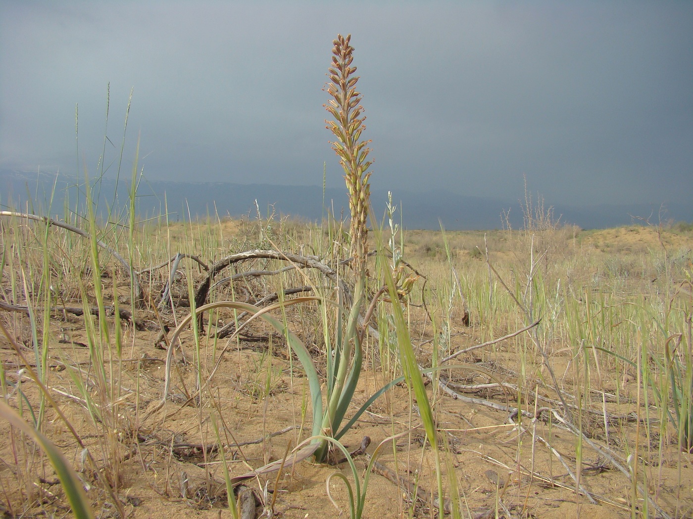 Изображение особи Eremurus inderiensis.