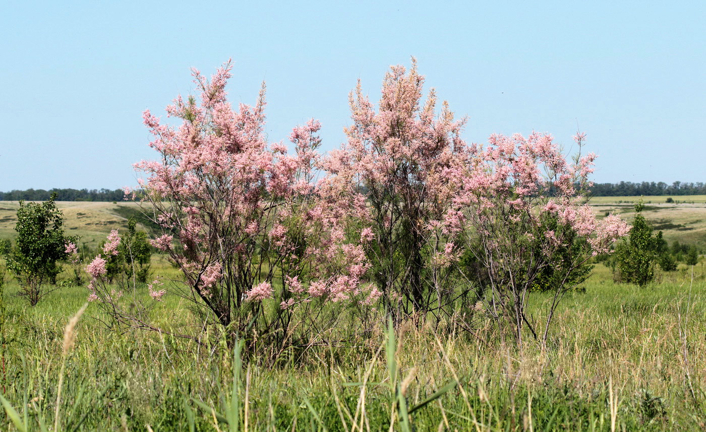 Изображение особи Tamarix ramosissima.