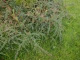 Cotoneaster horizontalis