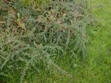 Cotoneaster horizontalis