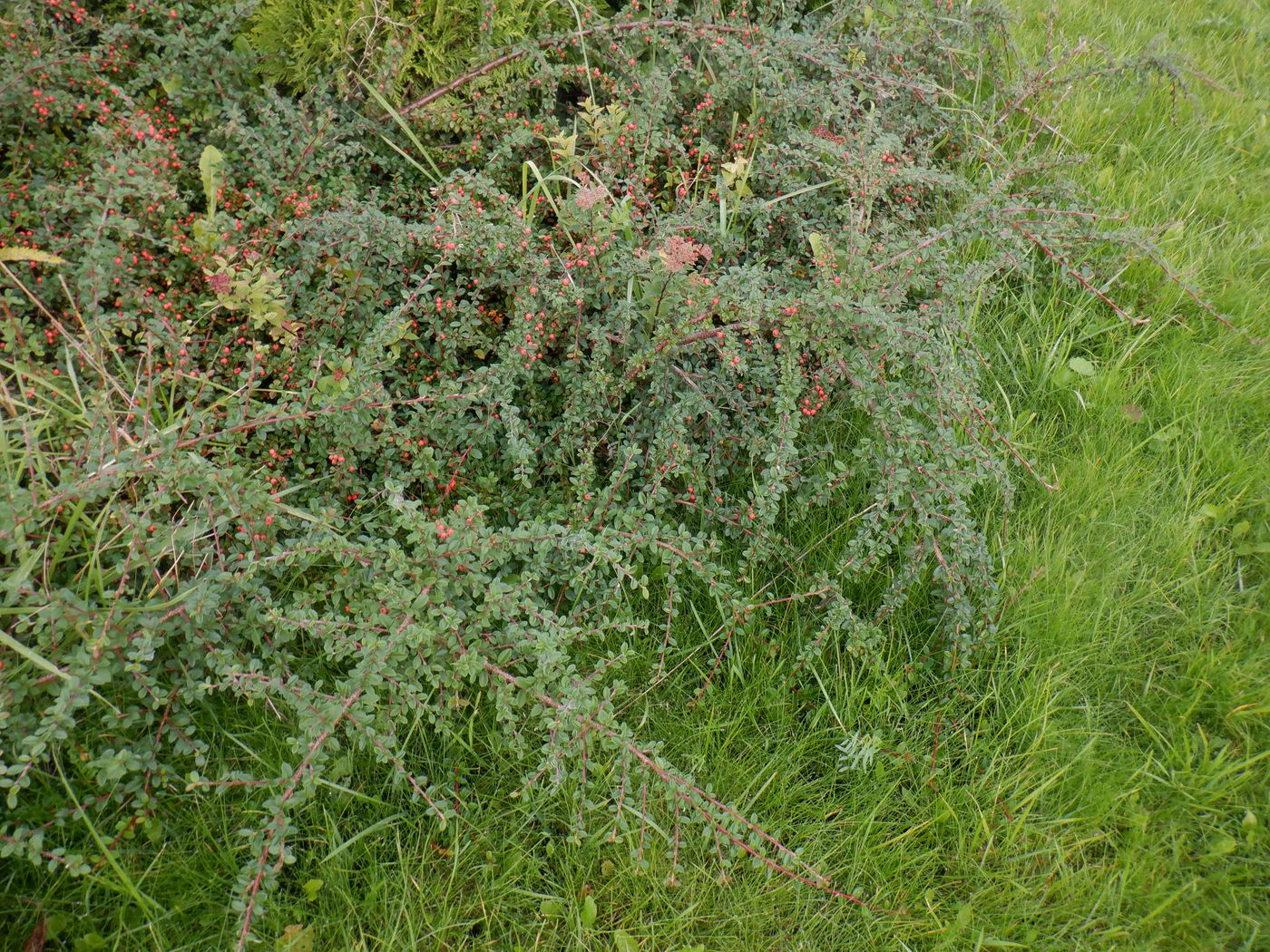 Image of Cotoneaster horizontalis specimen.