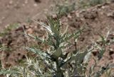 Cirsium argillosum