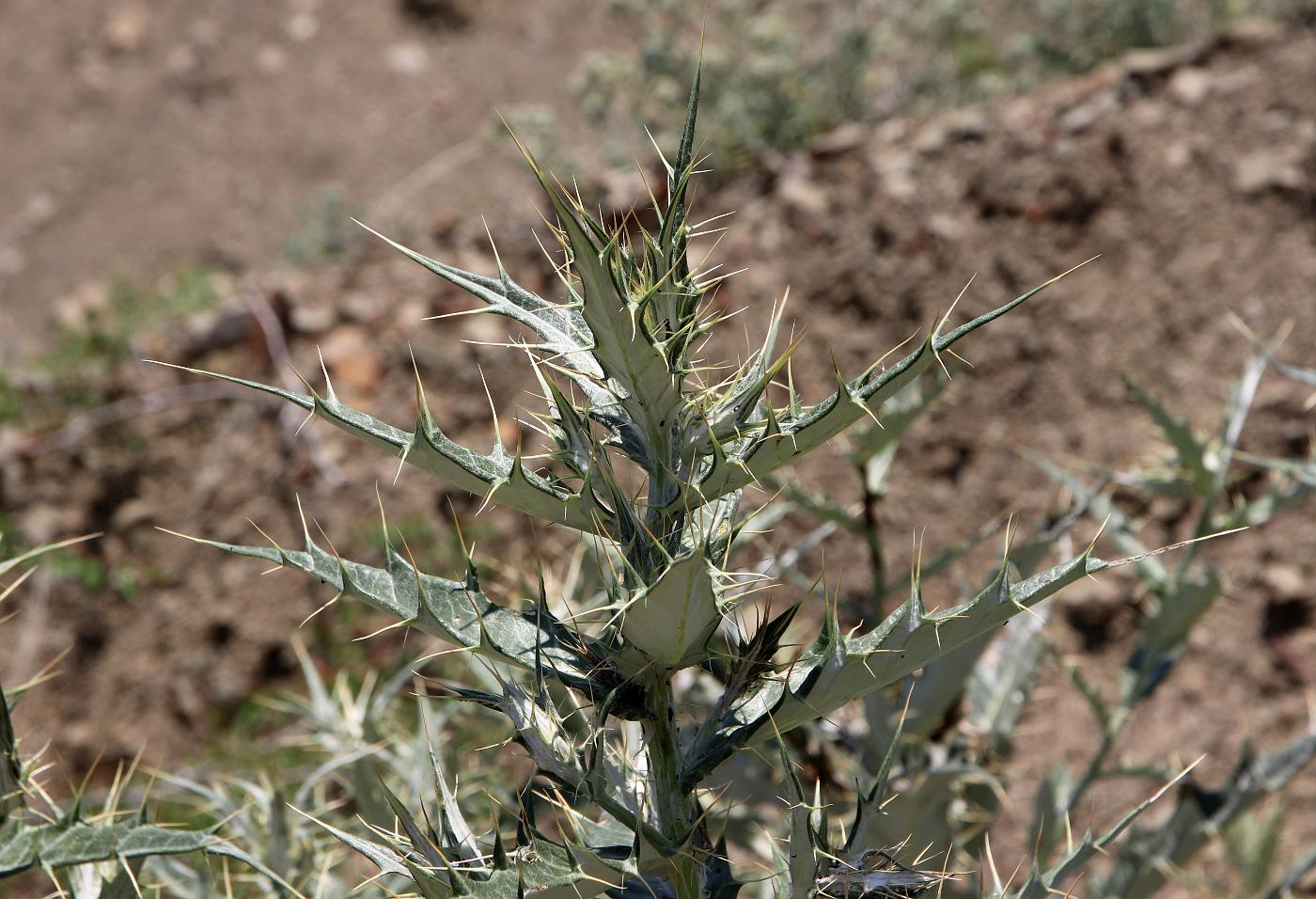 Image of Cirsium argillosum specimen.