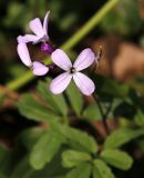 Cardamine quinquefolia