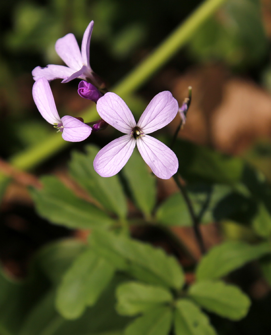 Image of Cardamine quinquefolia specimen.