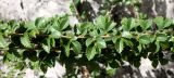 Ulmus pumila. Часть ветки с молодыми побегами. Казахстан, Туркестанская обл., Сузакский р-н, Западная Бетпак-Дала, окр. пос. Кыземшек (бывш. Степной), пустырь на окраине равнинной полынно-боялычной пустыни, на глинистой почве. 28 апреля 2021 г.