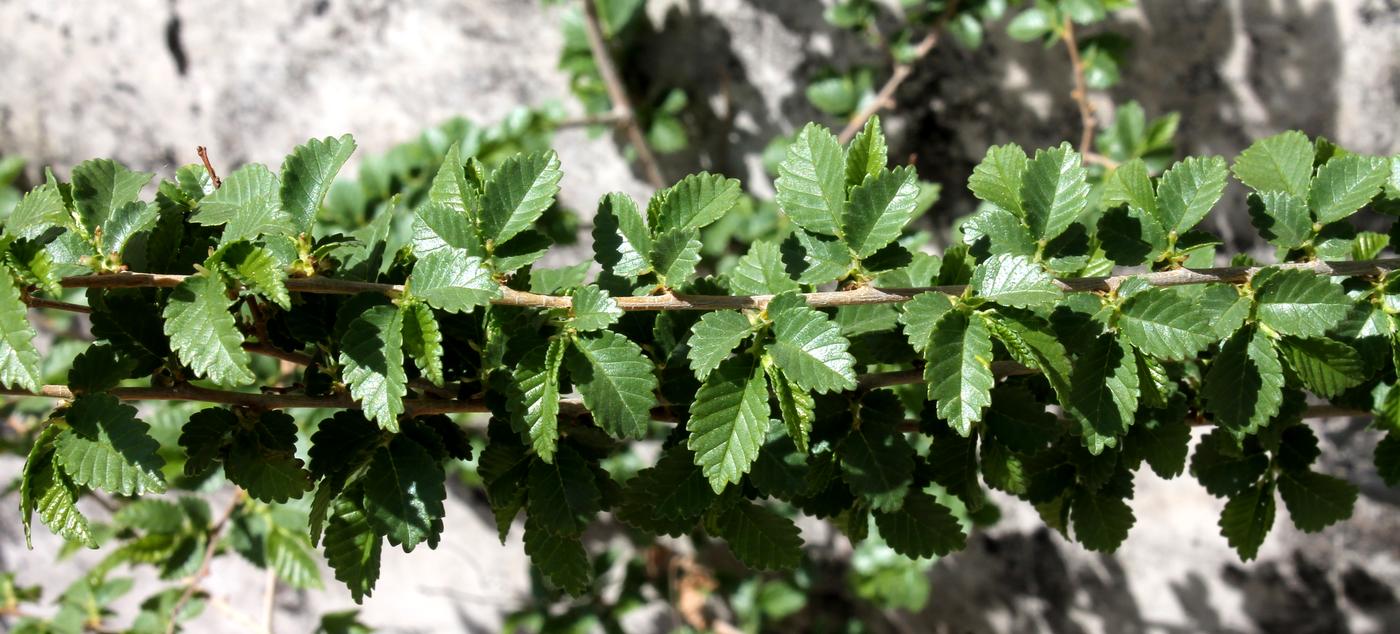 Изображение особи Ulmus pumila.