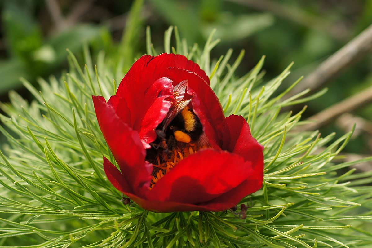 Image of Paeonia tenuifolia specimen.