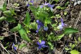 Viola canina