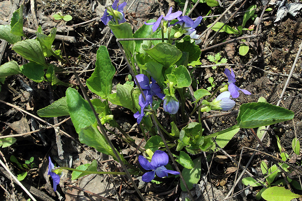 Image of Viola canina specimen.