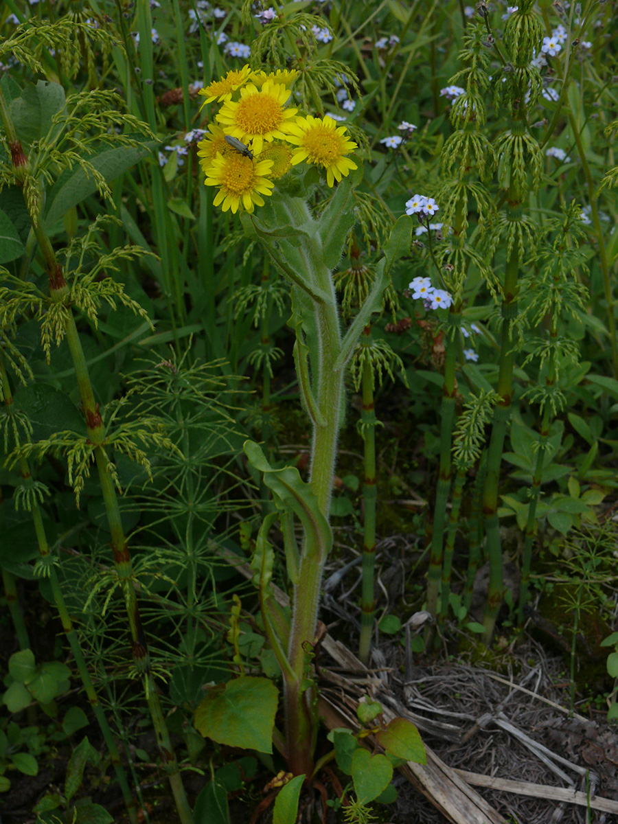 Image of Tephroseris palustris specimen.