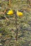 Utricularia vulgaris