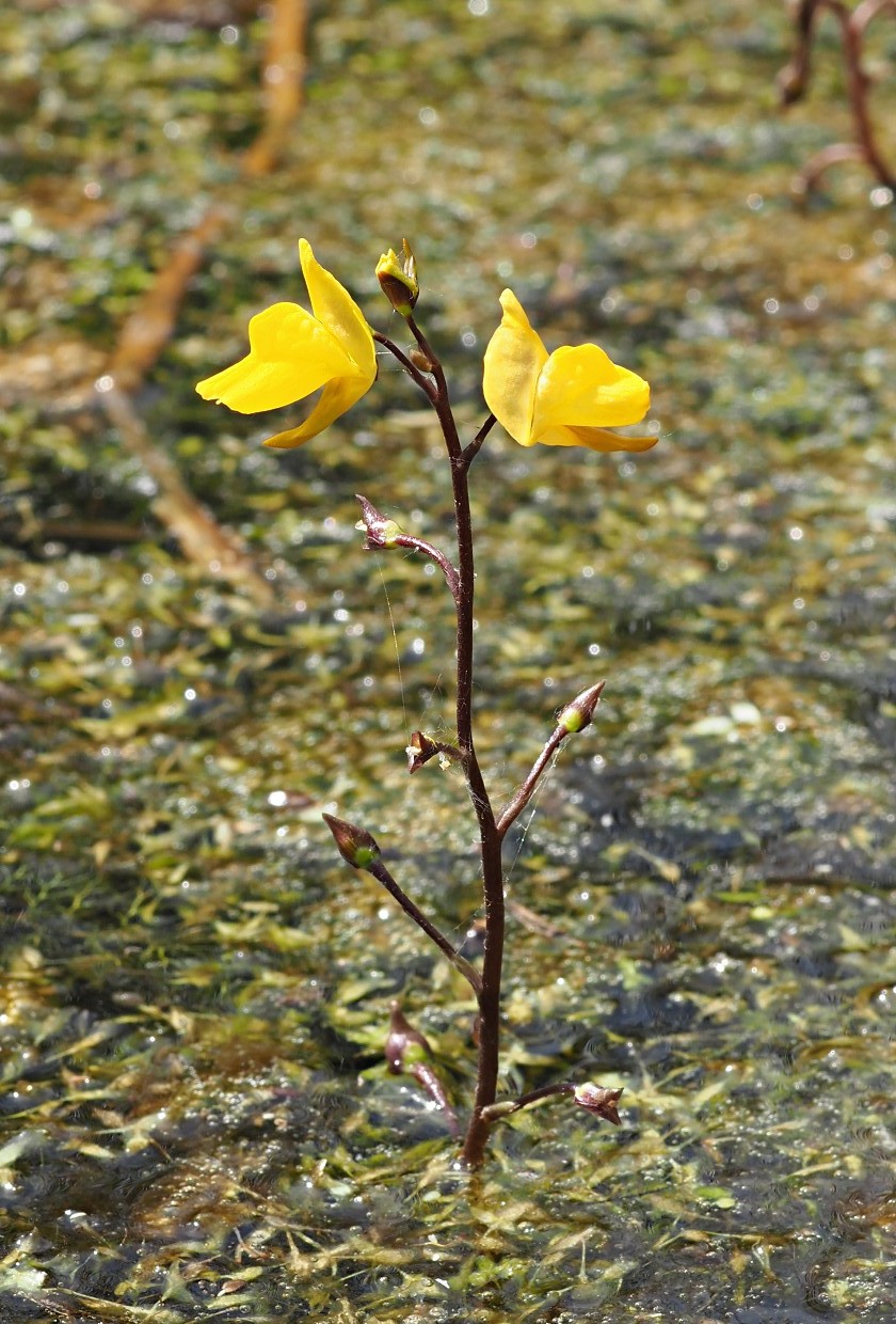 Изображение особи Utricularia vulgaris.