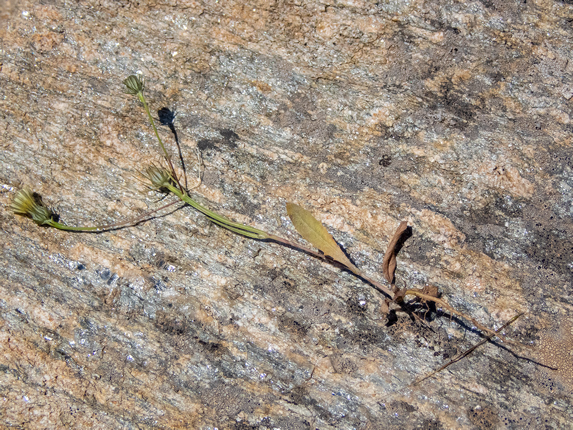 Image of Tolpis barbata specimen.