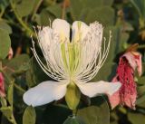 Capparis herbacea. Цветок. Дагестан, Кумторкалинский р-н, хр. Нарат-Тюбе, полупустынный склон. 18 июня 2021 г.