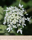 Heracleum asperum. Часть соцветия (зонтичек). Северная Осетия, Алагирский р-н, Цейское ущелье, поляна в лесу. 30 июня 2021 г.