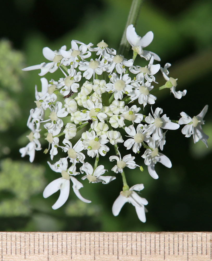 Изображение особи Heracleum asperum.