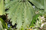 Plerandra elegantissima