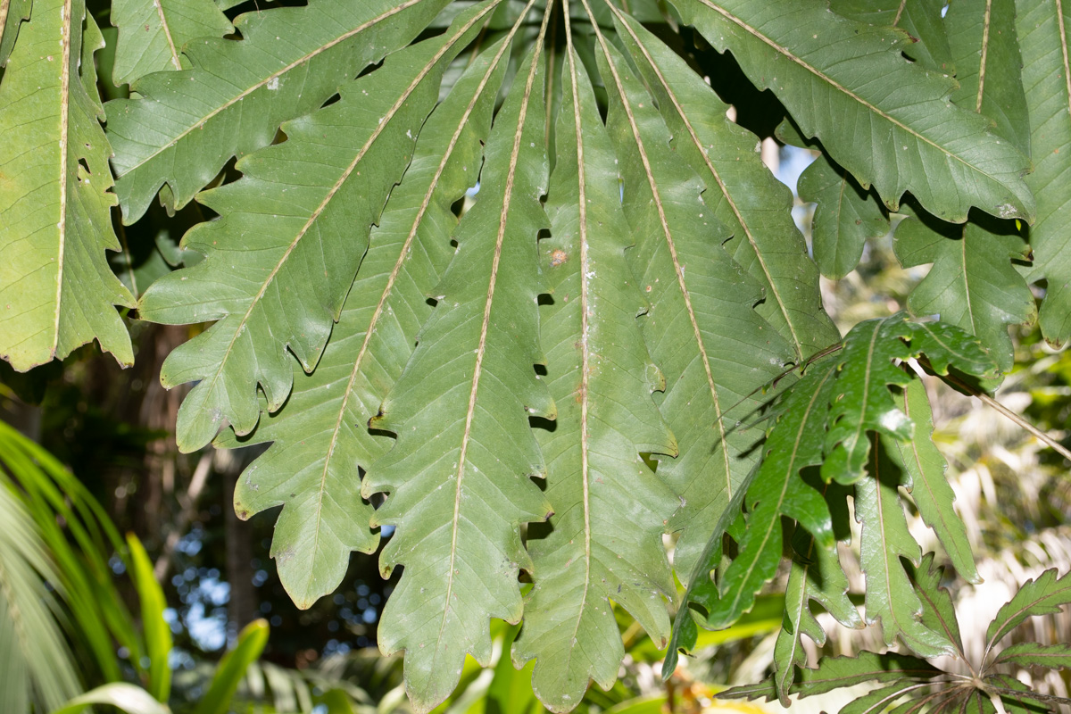 Image of Plerandra elegantissima specimen.