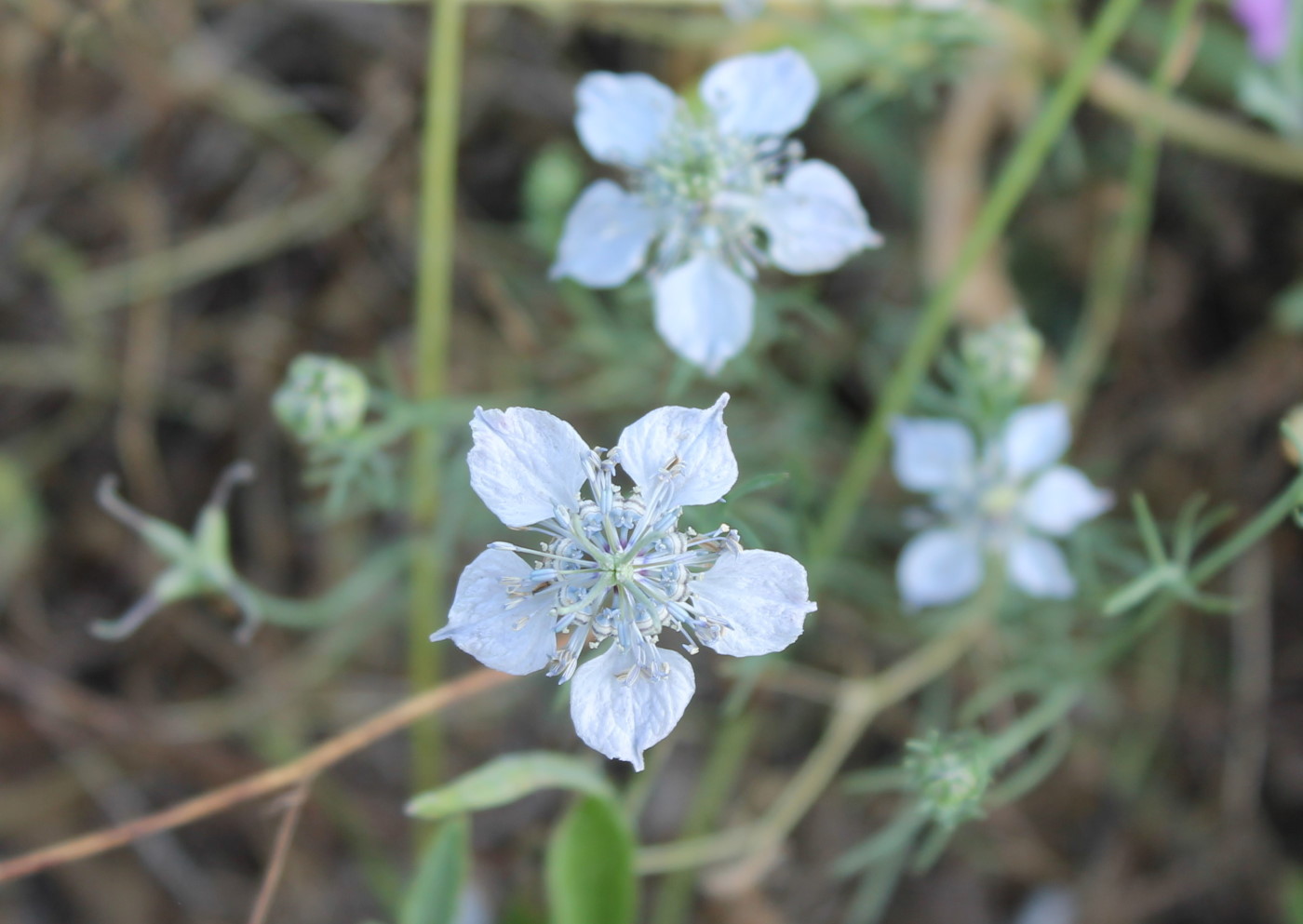 Изображение особи Nigella arvensis.