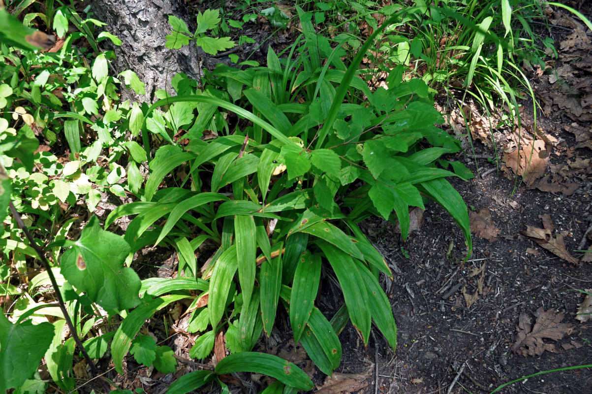 Изображение особи Carex siderosticta.