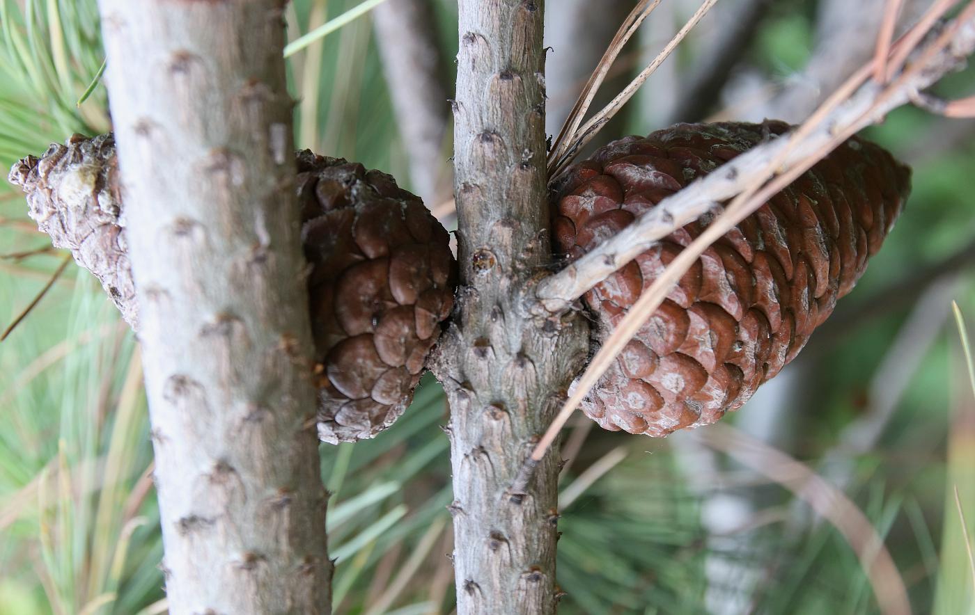 Изображение особи Pinus pityusa.